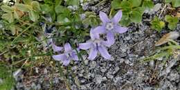 Image of Mount Cenis Bellflower