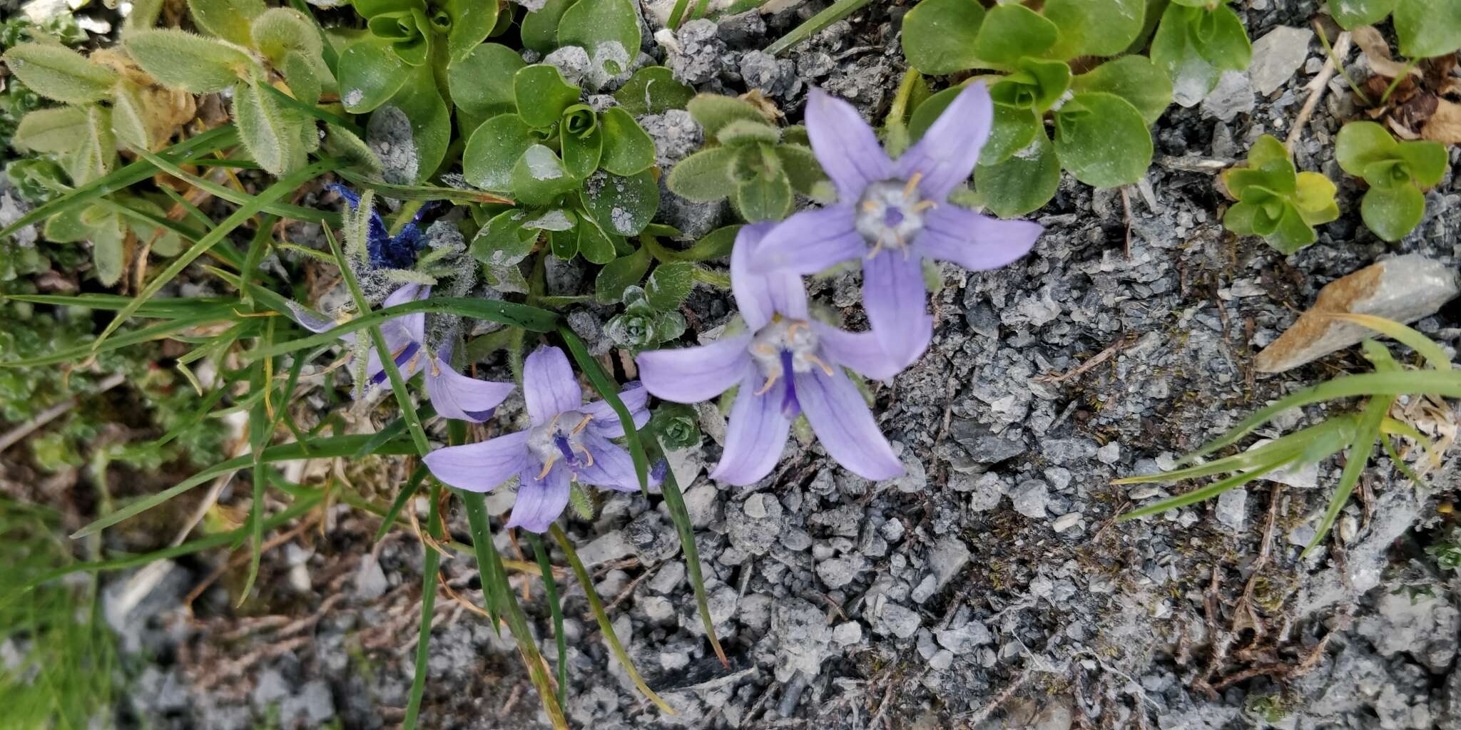 Image of Mount Cenis Bellflower