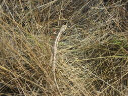 Image of Brazilian Bush Anole