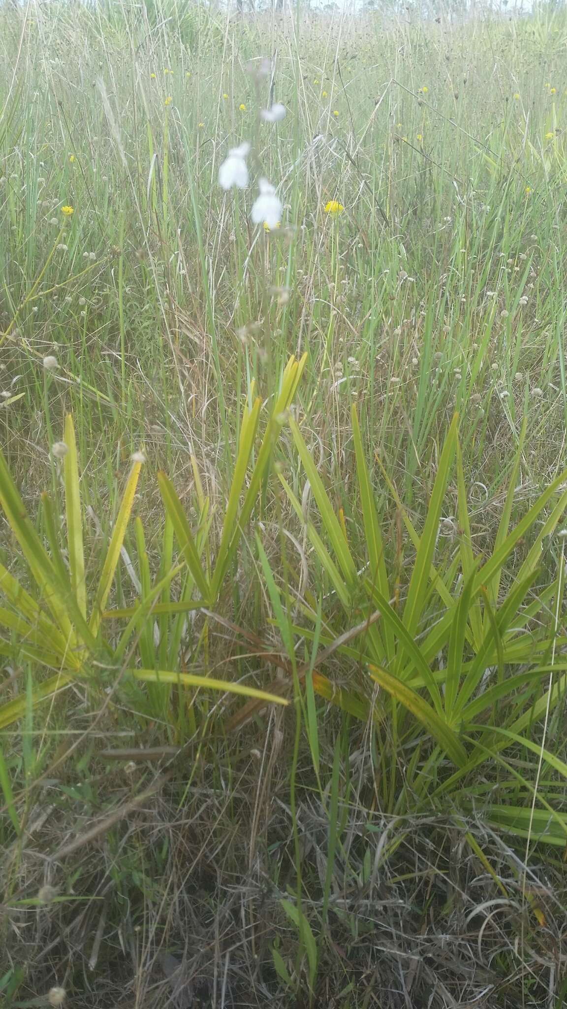 Image of White Lobelia