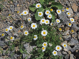 Image of Anthemis chia L.