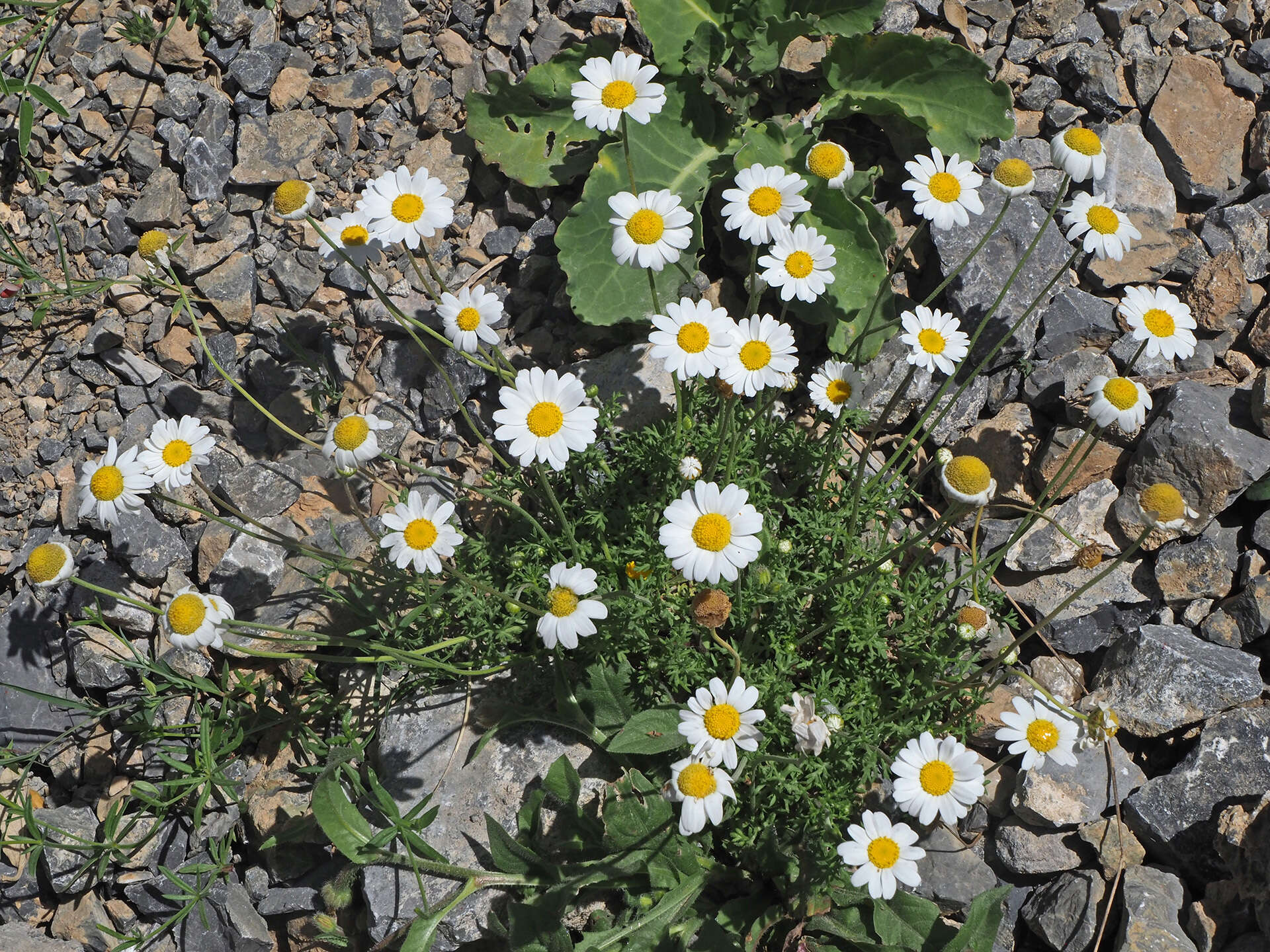 Image of Anthemis chia L.