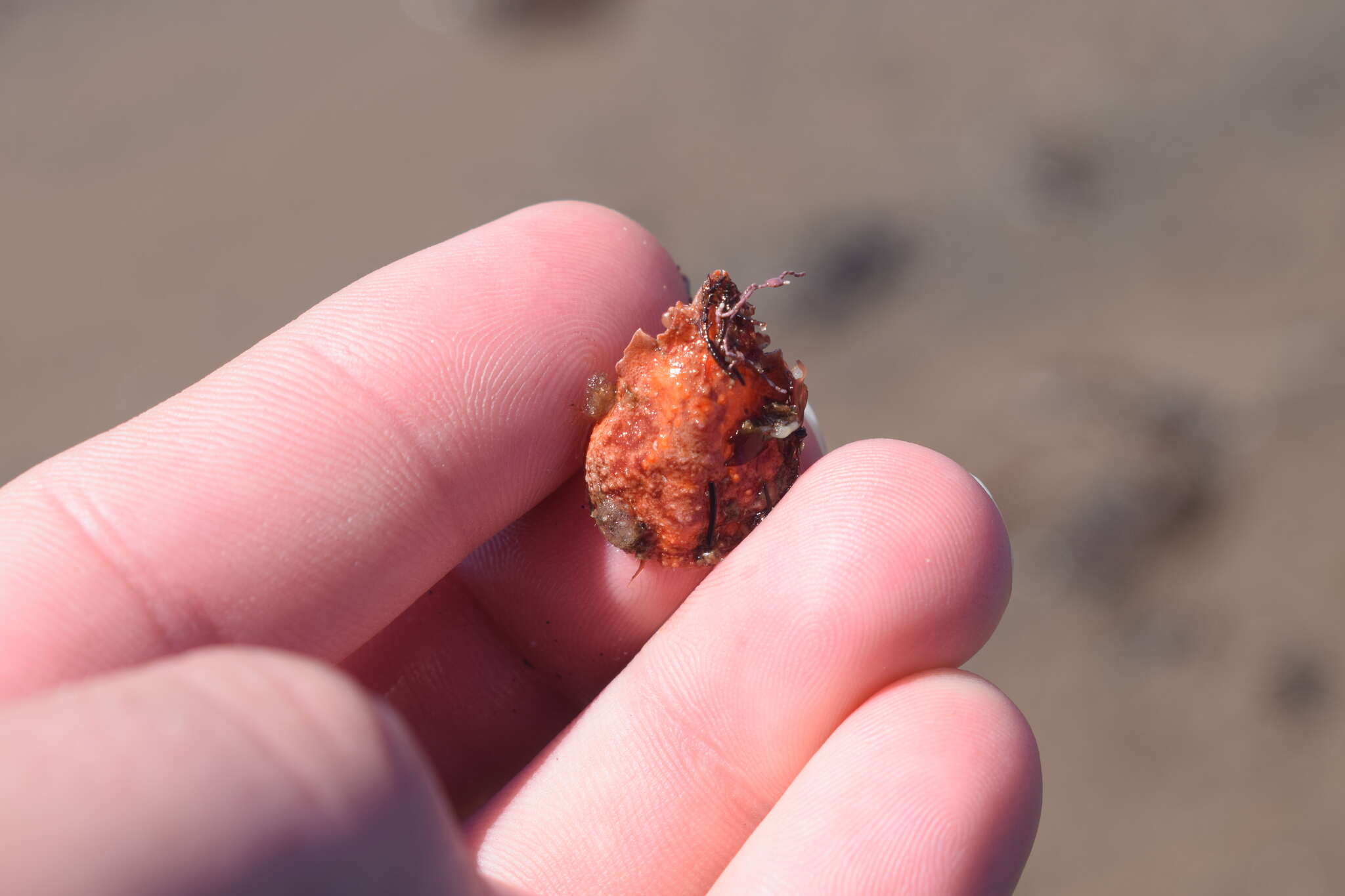 Image of Arctic lyre crab