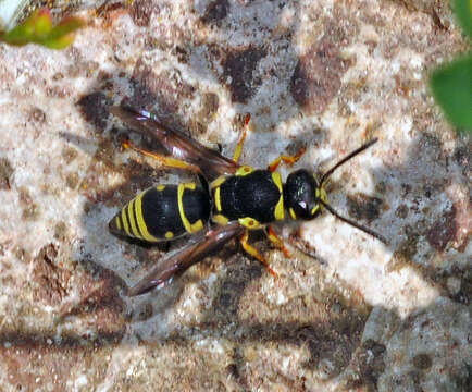 Allodynerus floricola (de Saussure 1852) resmi