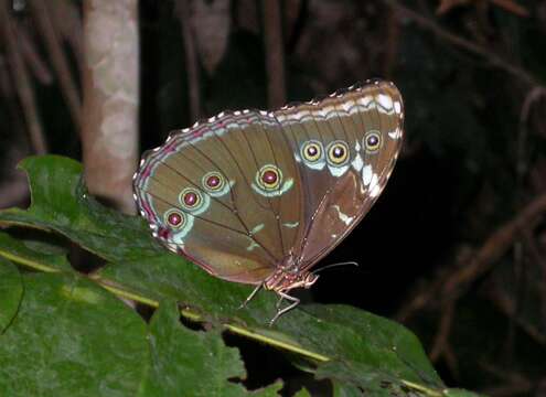 Image of Blue-banded Morpho Butterfly