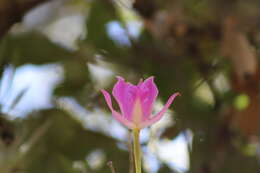 Image of Laelia furfuracea Lindl.