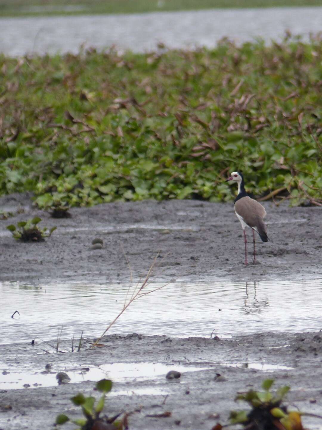 Image of Long-toed Lapwing