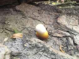 Image of Ganoderma polychromum (Copel.) Murrill 1908