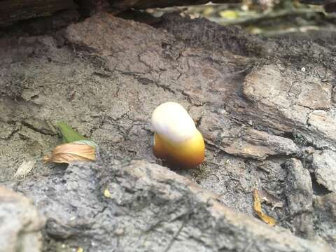 Ganoderma polychromum (Copel.) Murrill 1908的圖片