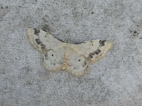 Image of treble brown spot