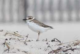 Charadrius wilsonia wilsonia Ord 1814 resmi