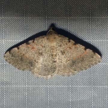 Image of Creosote Moth