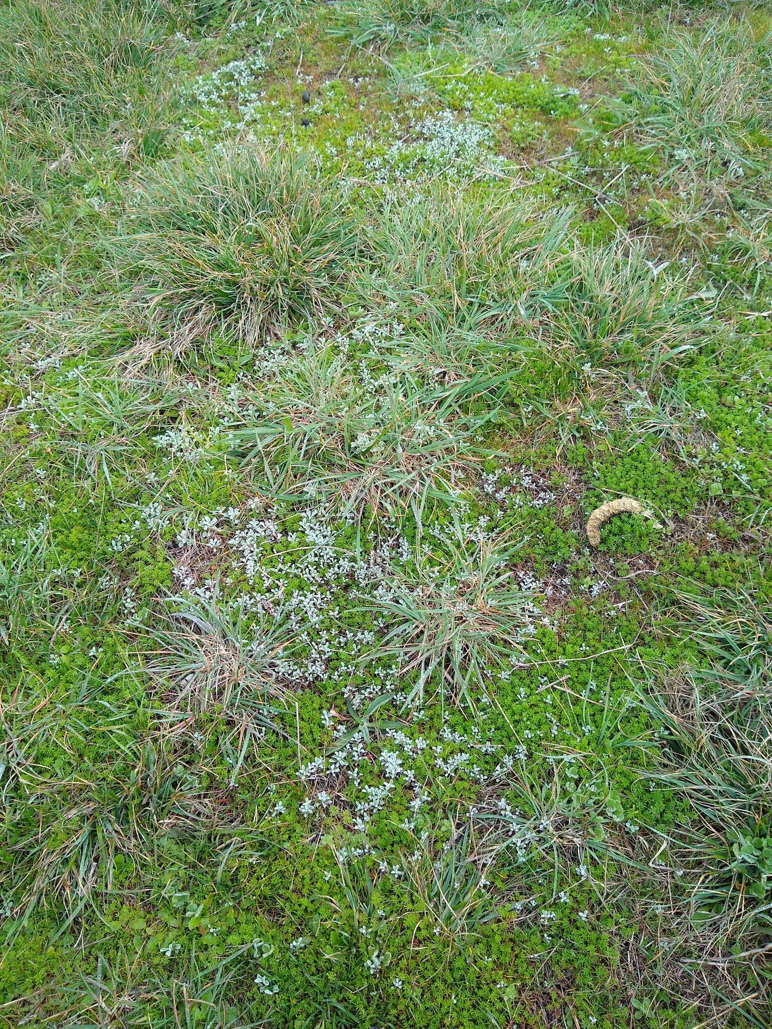 Imagem de Hesperevax sparsiflora var. brevifolia (A. Gray) J. D. Morefield