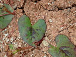 Image of Ipomoea sagittifolia Burm. fil.