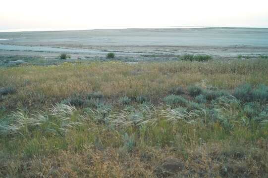 Plancia ëd Stipa lessingiana Trin. & Rupr.