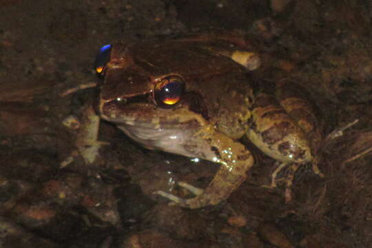 Image of Woodworth's Frog