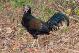 Image of Green Junglefowl