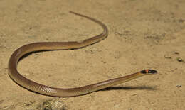 Image of Red-naped Snake