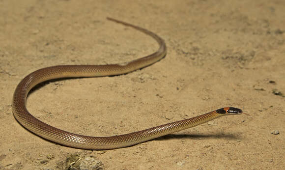 Image of Red-naped Snake