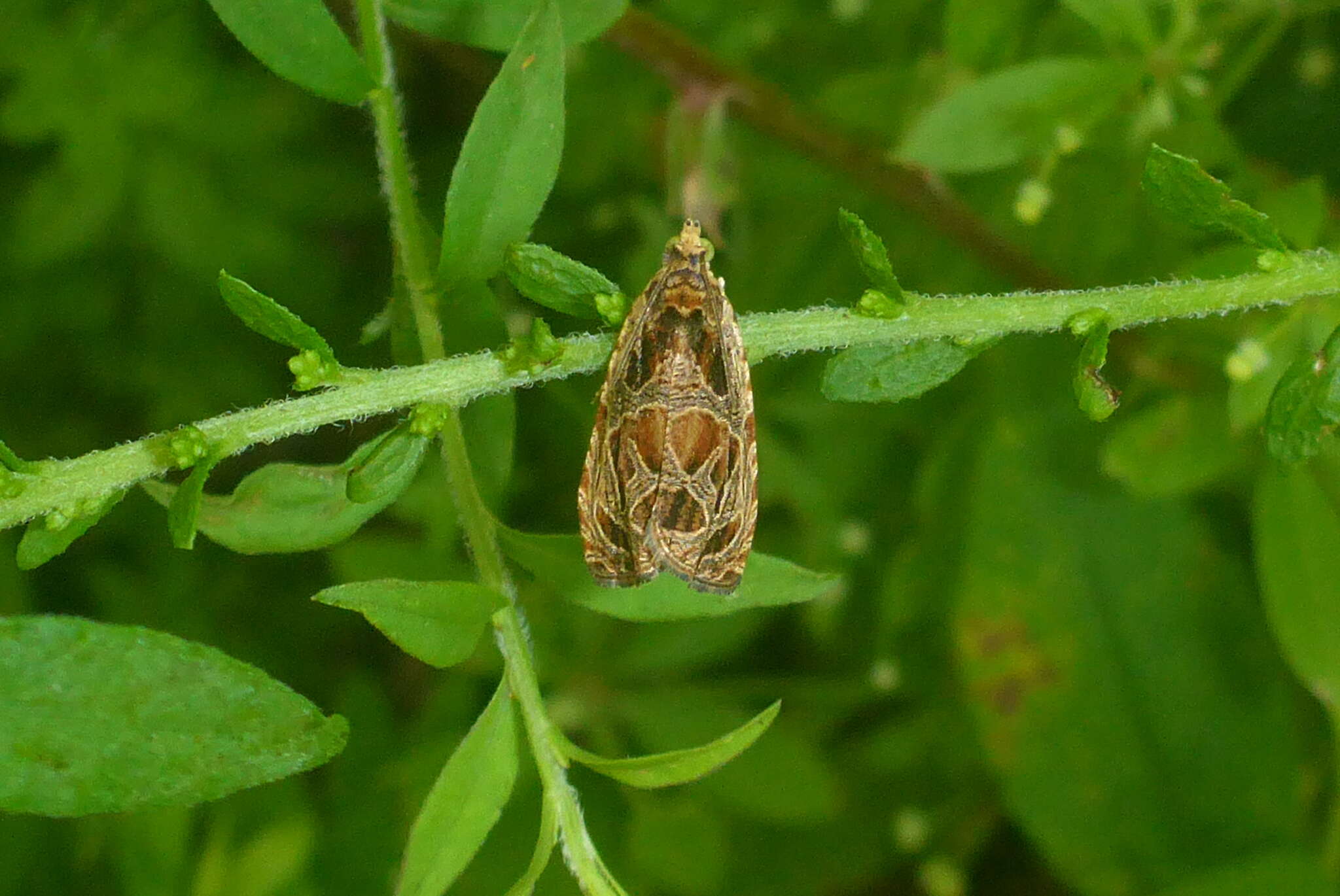 Olethreutes tilianum Heinrich 1923 resmi