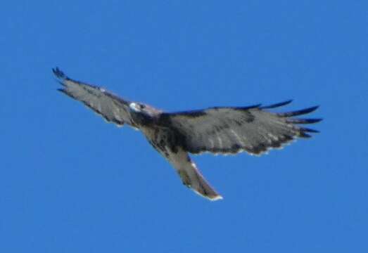 Imagem de Buteo jamaicensis umbrinus Bangs 1901