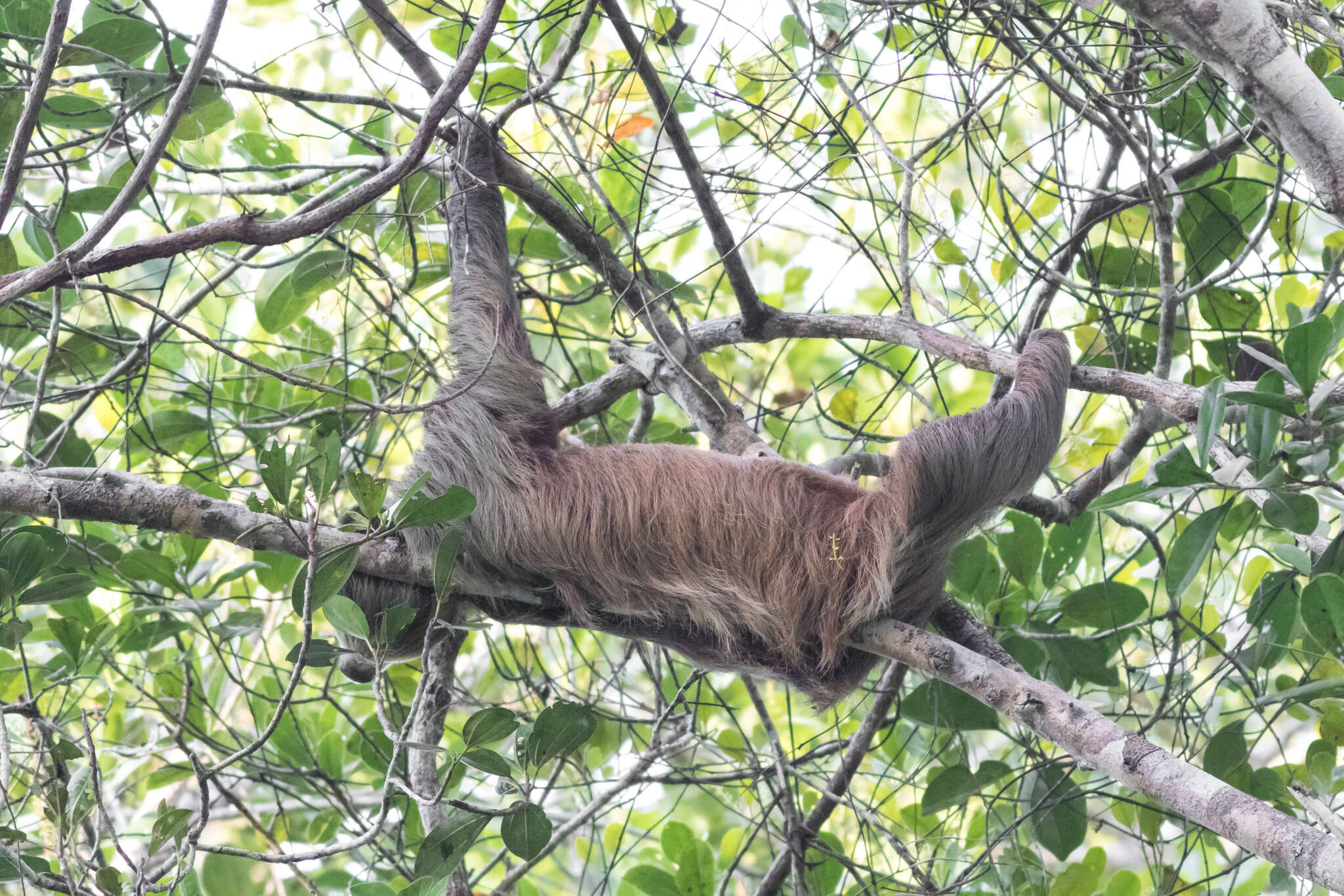 Image of two-toed sloths