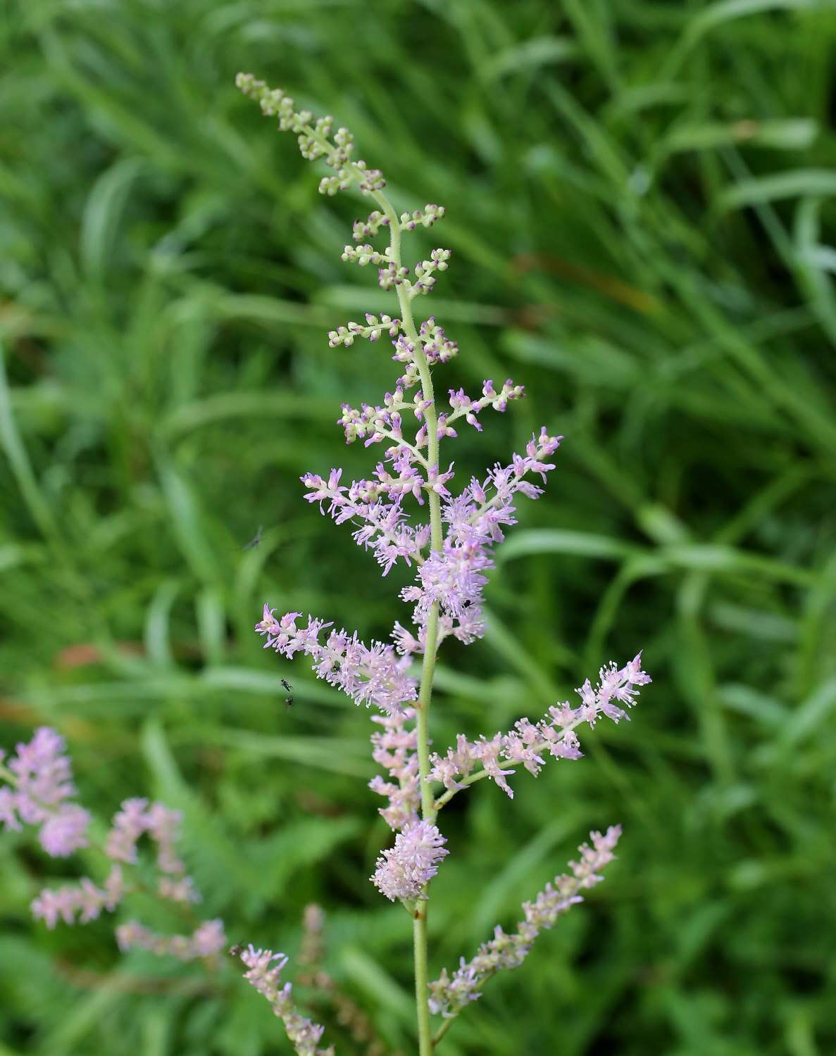 Image of Astilbe microphylla Knoll