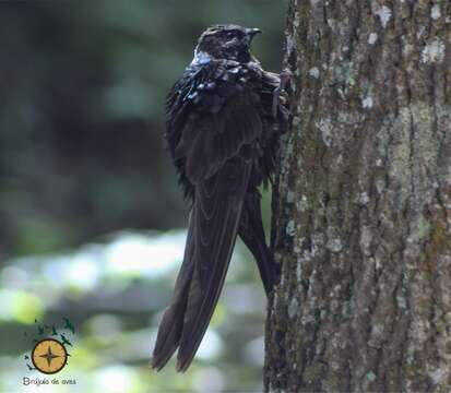 Image of White-naped Swift