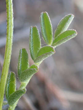 Image de Astragalus breweri A. Gray