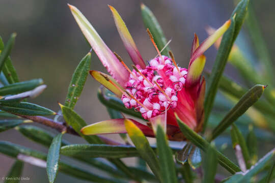 Image of Lambertia formosa Sm.