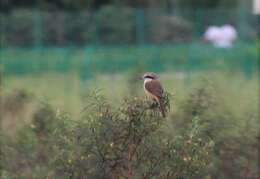 Image of Brown Shrike