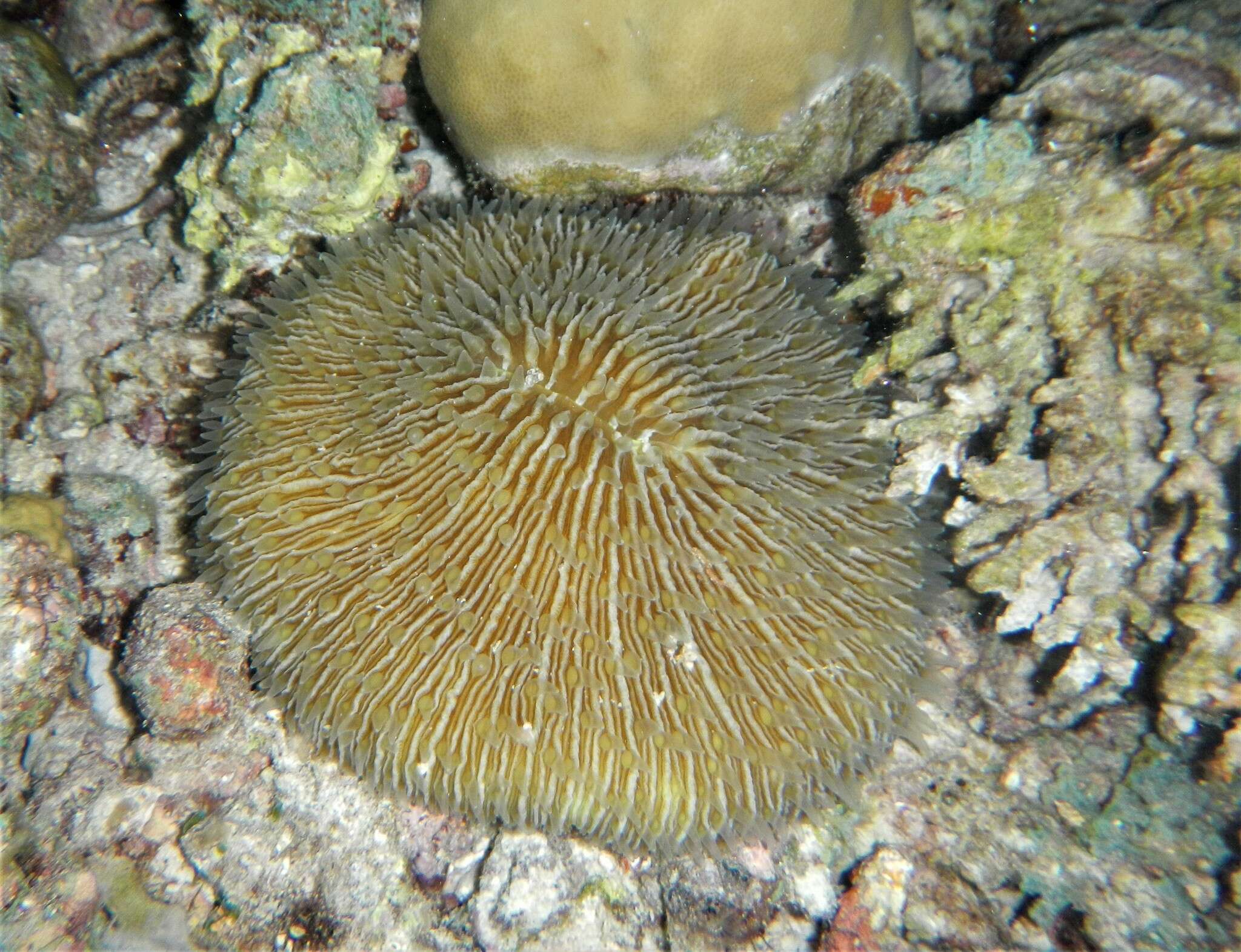 Image of Common Mushroom Coral