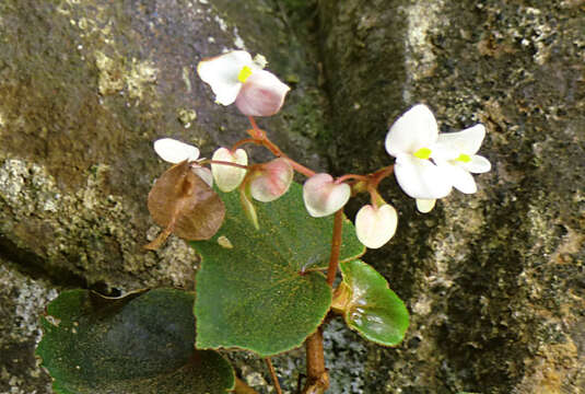 Image of Begonia subvillosa Klotzsch