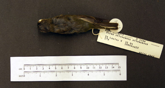 Image of Red-eyed vireo