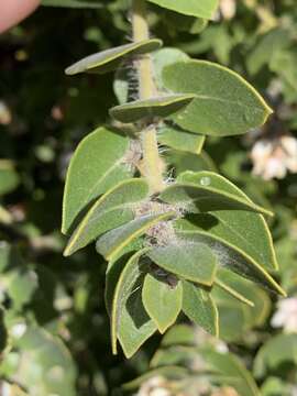 Image of whitehair manzanita