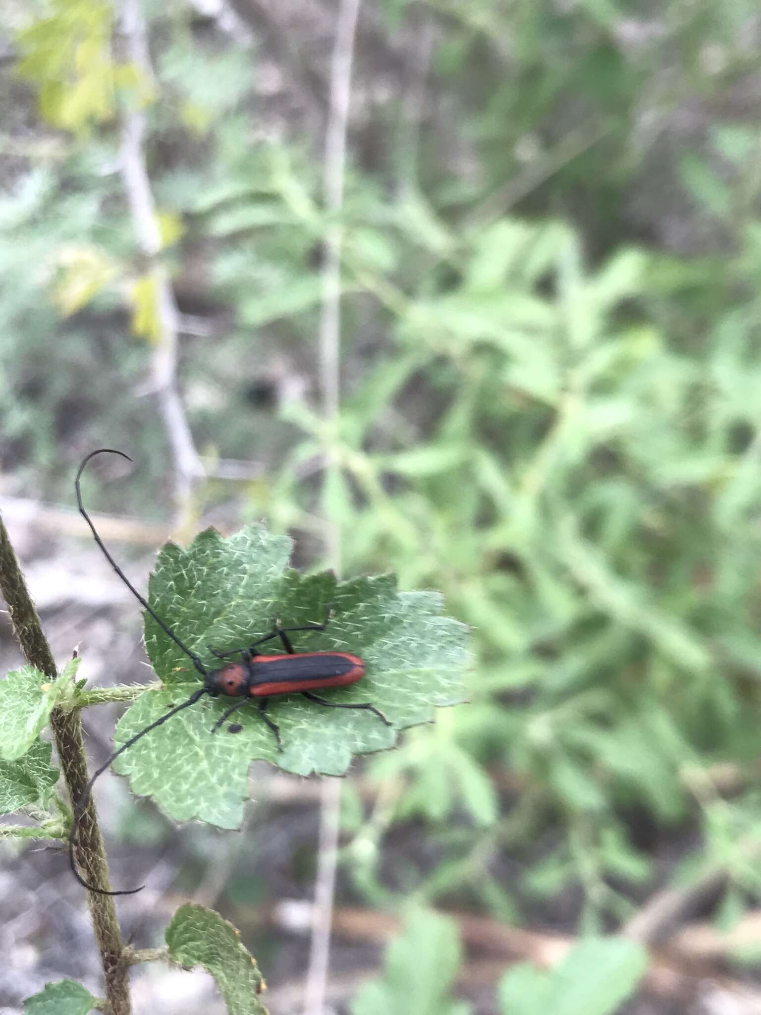 Image of Tylosis suturalis White 1853