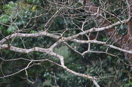 Image of Fraseria ocreata ocreata (Strickland 1844)