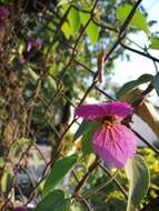 Image of Dalechampia aristolochiifolia Kunth