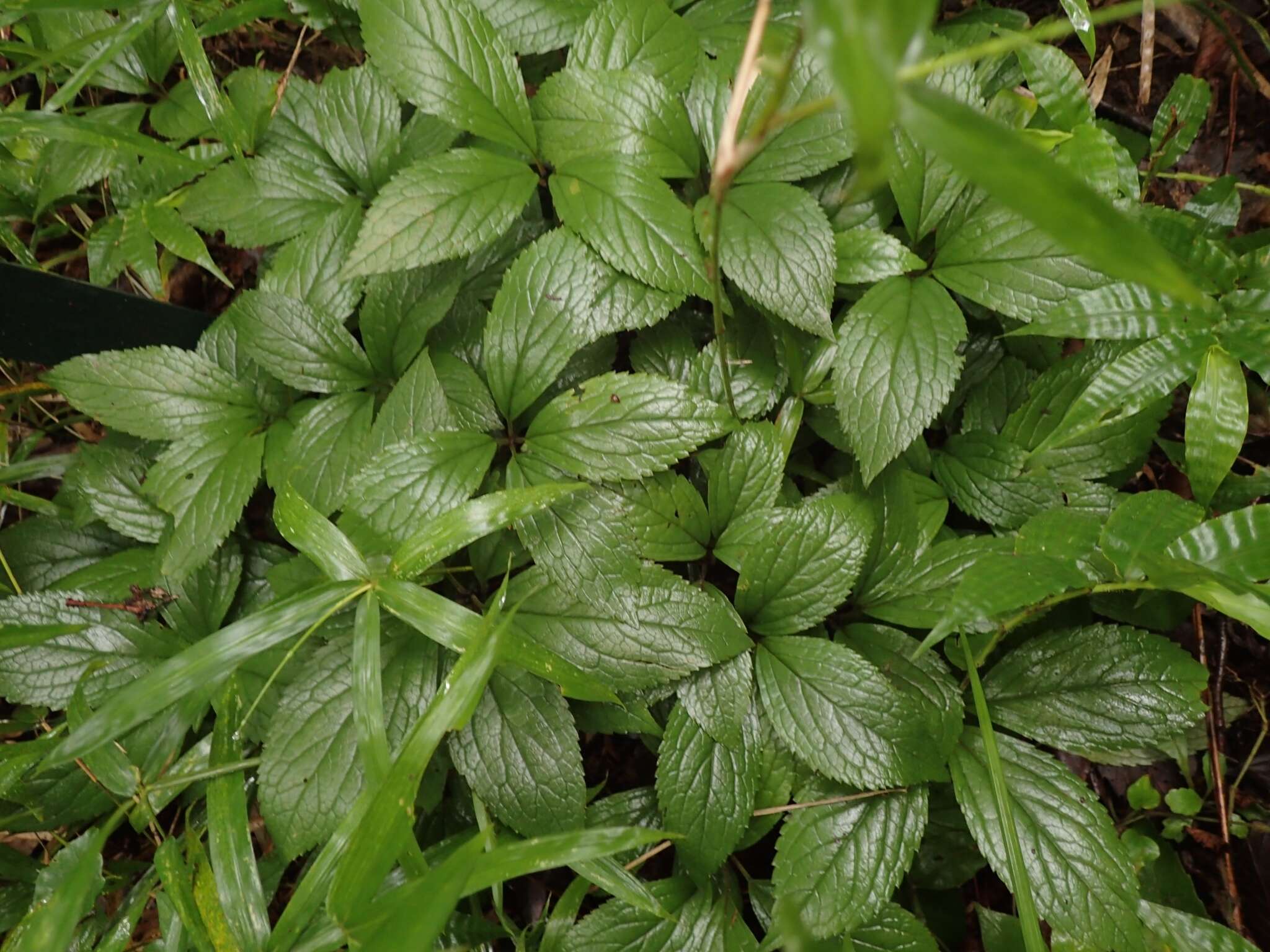 Image of Chloranthus quadrifolius (A. Gray) H. Ohba & S. Akiyama