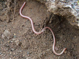 Image of Xerotyphlops Hedges, Marion, Lipp, Marin & Vidal 2014