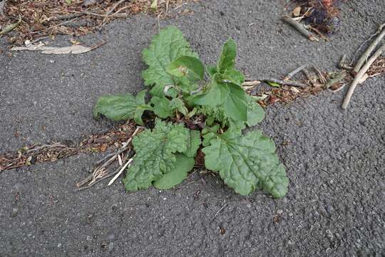 Image of Jacobaea vulgaris subsp. vulgaris