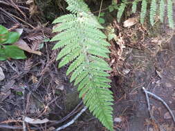 Sivun Polystichum dudleyi Maxon kuva