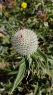 Image of Cirsium laniflorum (M. Bieb.) Fischer