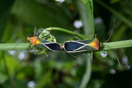 Image de Sundarus castus Brailovsky 1988