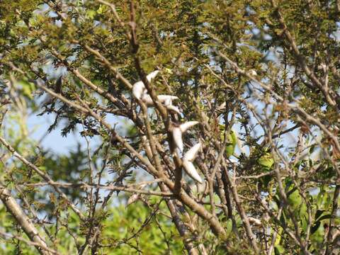 Image of Vachellia luederitzii var. retinens (Sim) Kyal. & Boatwr.