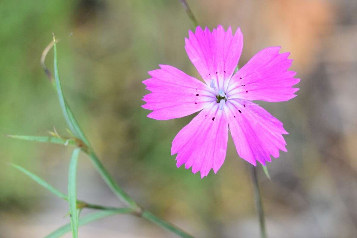 Image of China pink