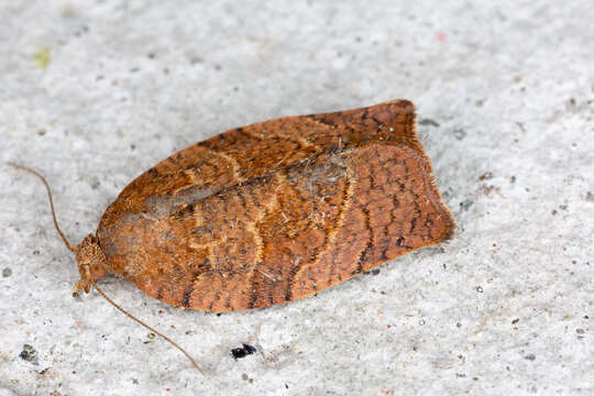 Image of Moth