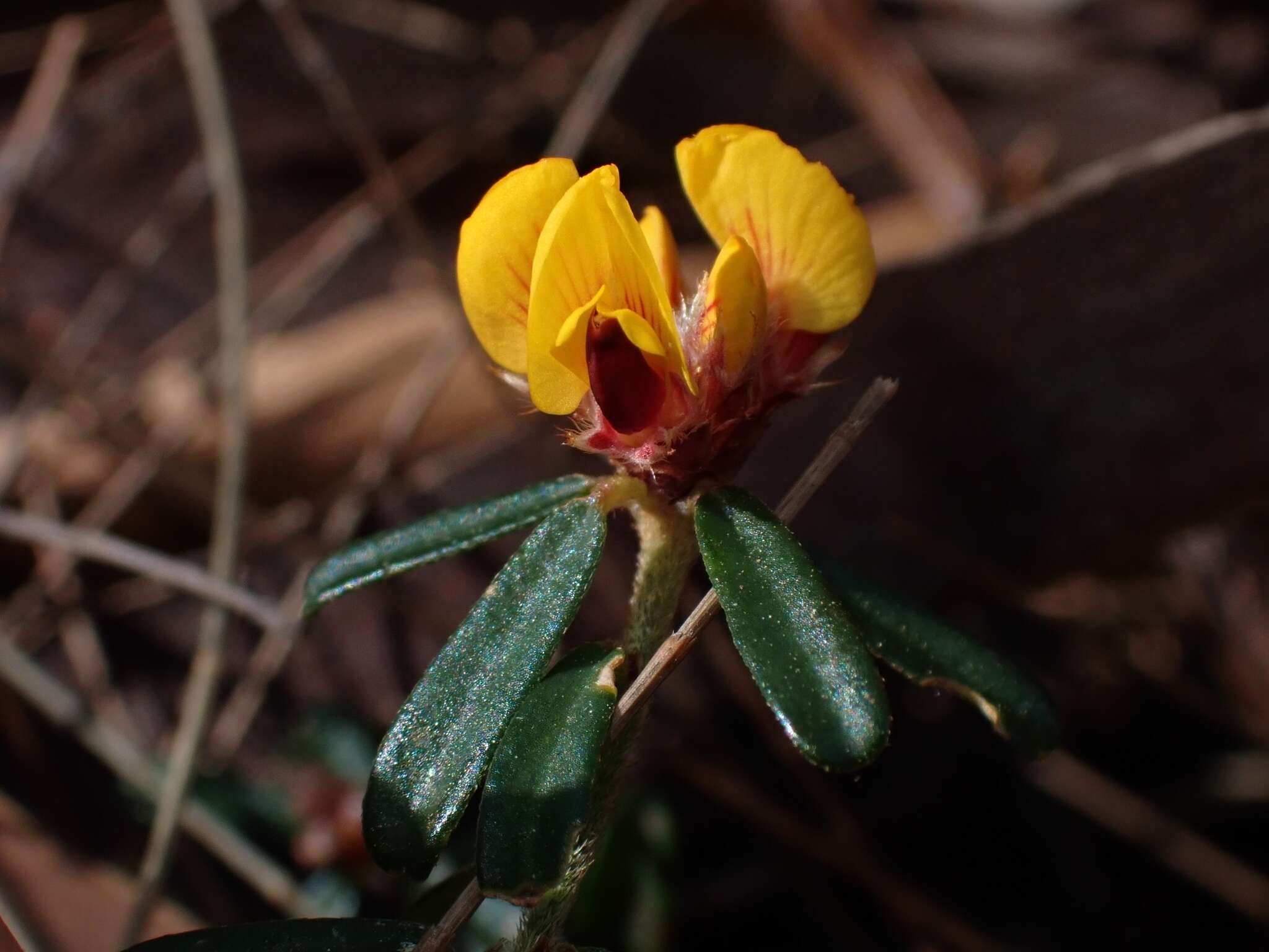 Image of Pultenaea linophylla Schrad. & Wendl.