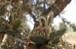 Plancia ëd Cercocarpus ledifolius Nutt.