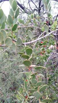 Image of Tricerma vitis-idaeum (Griseb.) Lundell